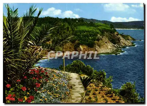 Cartes postales moderne Calanques et vegetations mediterraneenes