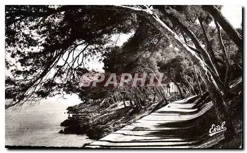 Cartes postales moderne Menton Carnoles La Promenade du Cap Martin