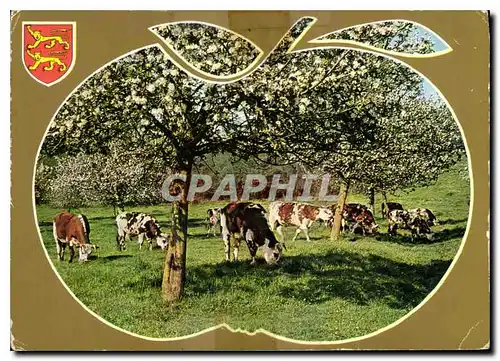 Cartes postales moderne Charmes et Couleurs de la Normandie