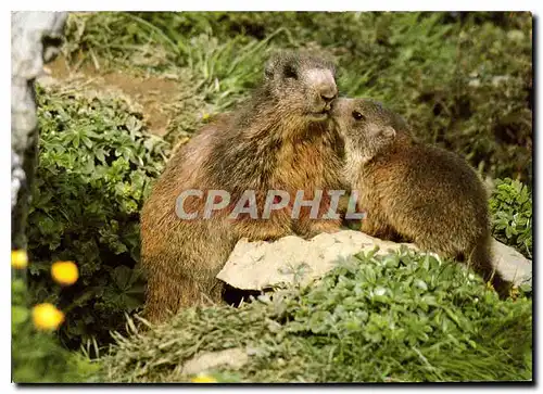 Cartes postales moderne Marmottes