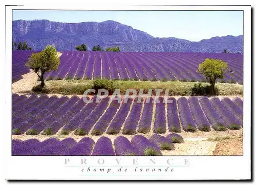 Cartes postales moderne Provence Champ de Lavande