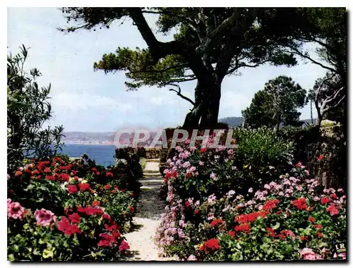 Moderne Karte Reflets de la Cote d'Azur Jardin fleuris sur les bords de la Mediterranee