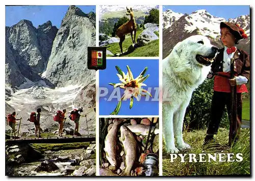 Cartes postales moderne Les Pyrenees La Vignemale Vier Bordes Argeles Gazost