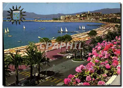 Cartes postales moderne Cannes Cote d'Azur French Riviera