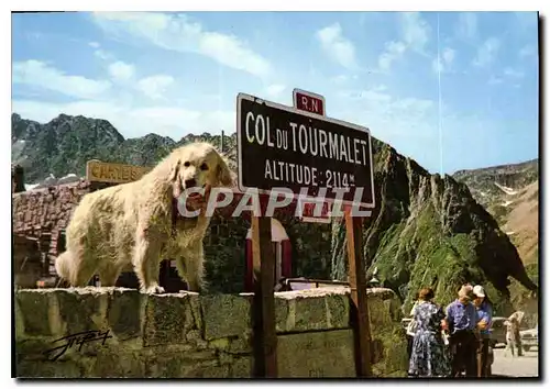 Cartes postales moderne Les Pyrenees Chien des Pyrenees au Col du Tourmalet