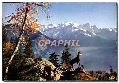 Cartes postales moderne Le chamois des Alpes