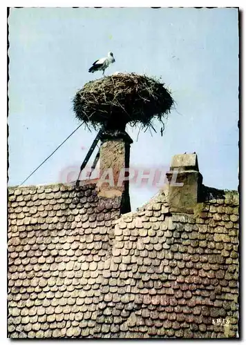 Cartes postales moderne L'Alsace Pittoresque Nid de Cigognes a Obernai