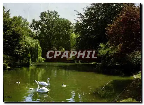 Cartes postales moderne Cambrai Nord Le jardin public Le lac aux cygnes