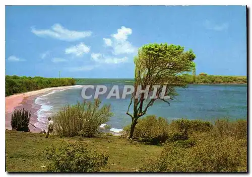 Cartes postales moderne Martinique Le Sud de l'lle Plage des Salines et ilet Cabrits