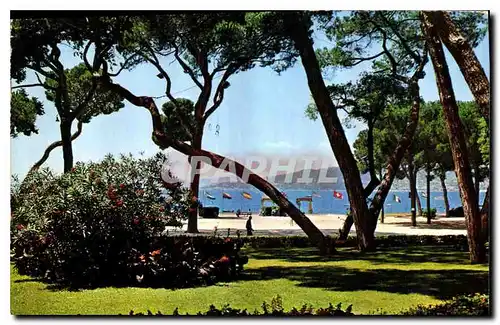 Cartes postales moderne Cote d'Azur Juan les Pins La Pinede