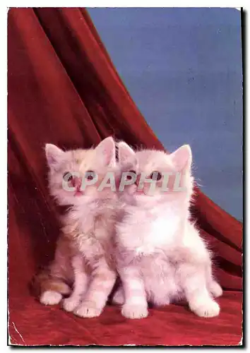 Cartes postales moderne Chats Chatons