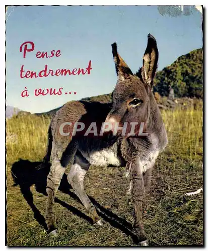 Moderne Karte Pense tendrement a vous Ane Mule