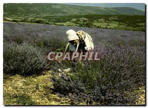 Cartes postales moderne Les Belles Images de Provence Jeune Provencale dans les Lavandes