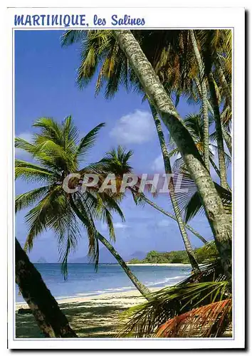 Cartes postales moderne Martinique les Salines Sainte Anne plage des Salines