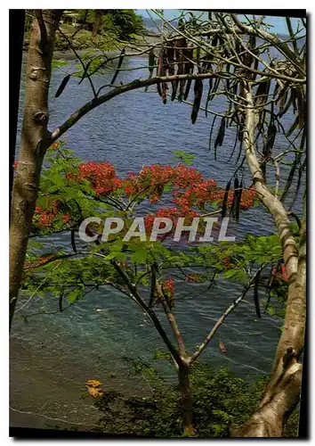 Cartes postales moderne Martinique Flamboyant rouge et mer bleue