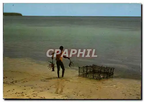 Cartes postales moderne Martinique Sainte Anne Des langoustes pour le restaurant