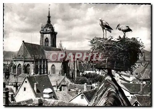 Cartes postales moderne Cigognes d'Alsace Colmar Nid de Cigognes avec vue sur la Cathedrale