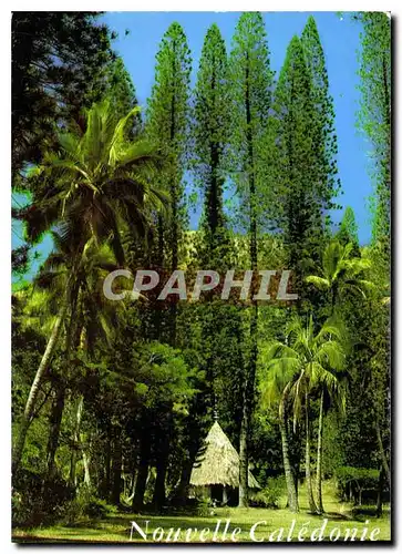 Cartes postales moderne Nouvelle Caledonie Tribu du Petit Couli