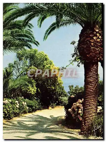 Cartes postales moderne Couleurs et Lumiere de France La Cote d'Azur Jardin Fleuri