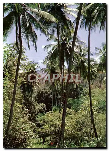 Cartes postales moderne Martinique Precheur Sous bois a l'Anse Couleuvre