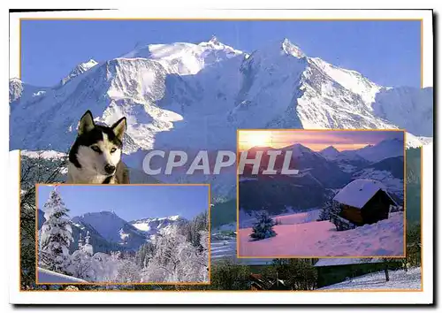 Cartes postales moderne Albertville chien Husky