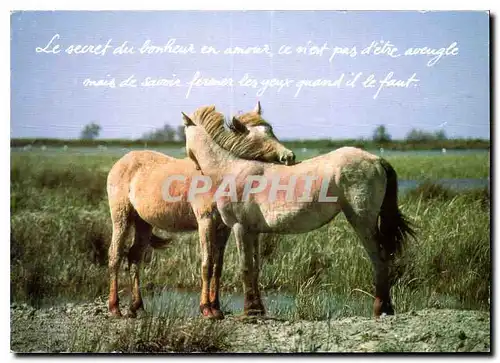 Cartes postales moderne Houtland Chevaux