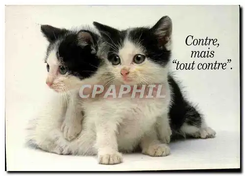 Cartes postales moderne Chiots et Chatons