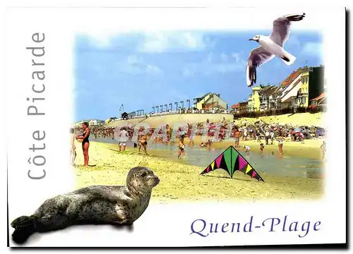 Cartes postales moderne Quend Plage les Pins Somme Cote Picarde la Plage Phoque Mouette Cerf Volant