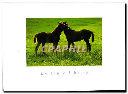 Cartes postales moderne En Toute Liberte Chevaux