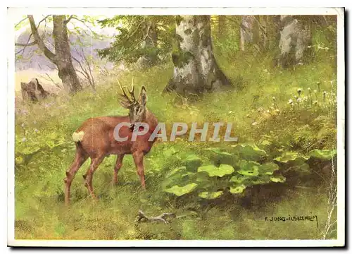 Cartes postales moderne Biche