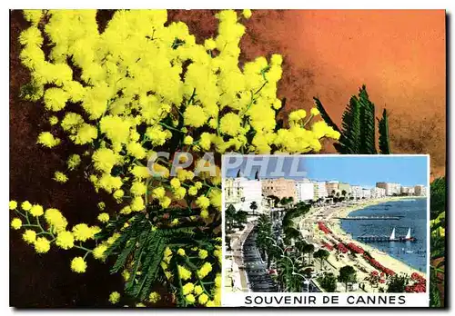 Cartes postales moderne Cote d'Azur Souvenir de Cannes