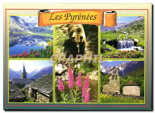 Cartes postales moderne Les Pyrenees Ours