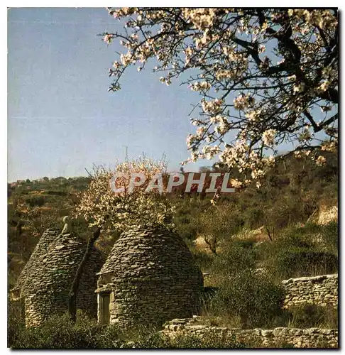 Cartes postales moderne Les belles Images de Provence Boris et Amandiers en fleurs