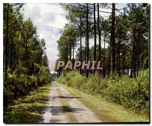 Cartes postales moderne Au Pays Landais un frais Soleil penetre en l'epaisseur des bois Toute chose etincelle et la jeun