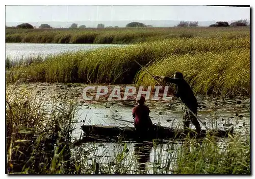 Cartes postales moderne La Loire Atlantique touristique Parc regional de Briere sur les Canaux