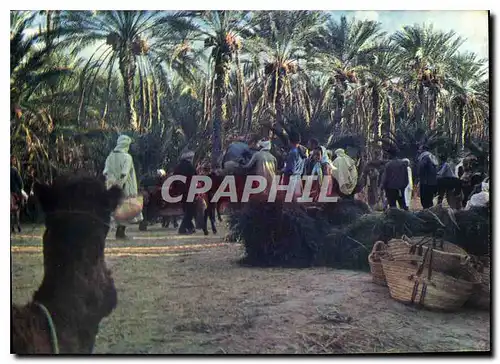 Cartes postales moderne Nefta le Marche