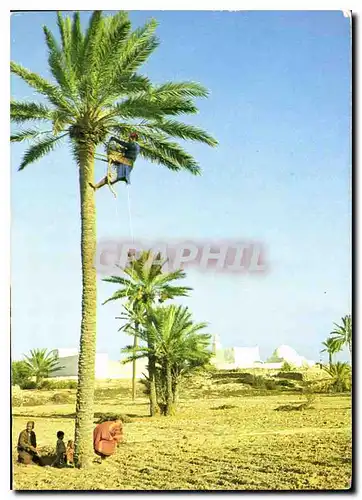 Cartes postales moderne Jerba Cueillette de Dattes