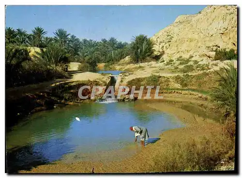 Cartes postales moderne Tunisie Gabes L'oasis