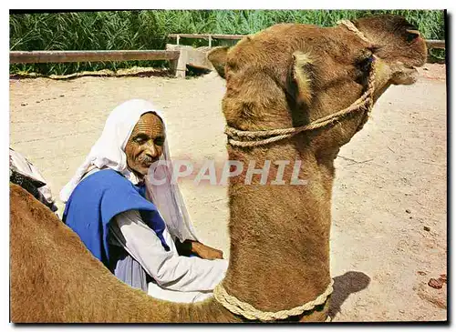 Cartes postales moderne Tunisie Camel driver resting