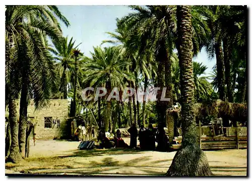 Cartes postales moderne Tunisie Gabes Scenes Typiques
