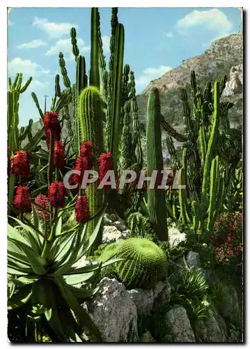 Moderne Karte Principaute de Monaco le jardin exotique condelabre agave et coussin de belle mere