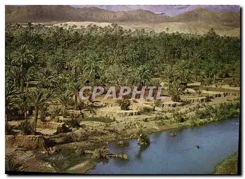 Cartes postales moderne Le Maroc Pittoresuqe Palmeraie Vallee du Draa