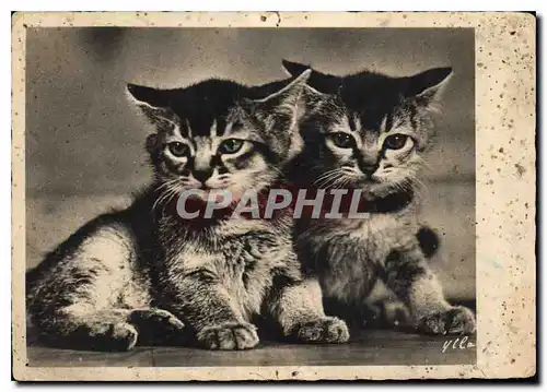 Cartes postales moderne Chats Chatons