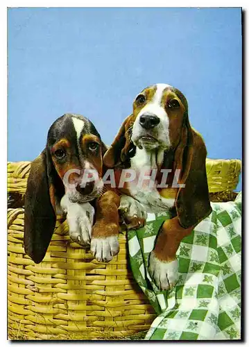 Cartes postales moderne Chiens