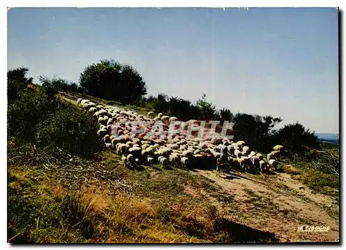 Cartes postales moderne Auvergne Troupeau de montons au paturage