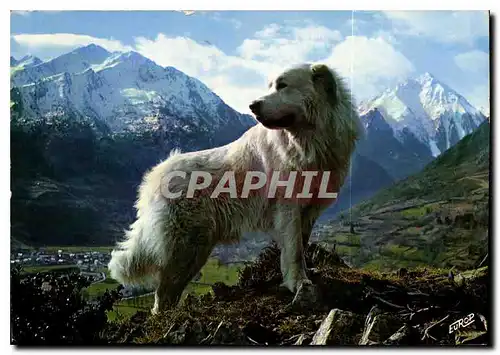 Cartes postales moderne Chien des Pyrenees dans la Montagne