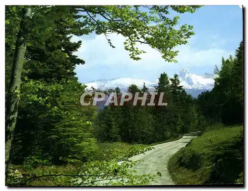 Cartes postales moderne Les Alpes touristique Villard de Lans Isere Promenade a Bois Barbu au fond la Moucherolle