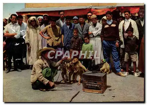 Cartes postales moderne Maroc Pittoresque Dresseur de singes