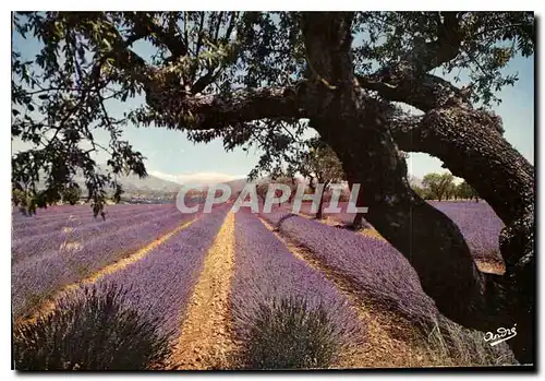 Cartes postales moderne Les Alpes en couleurs naturelles de Grenoble a la Cote d'Azur par la route de la Lavande