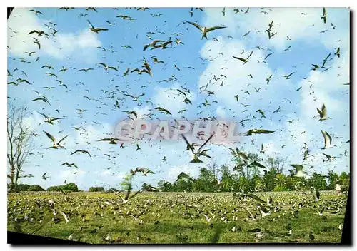 Moderne Karte Sooty tern colony an Bord island Seychelles